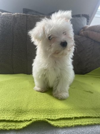 Bichon havanese