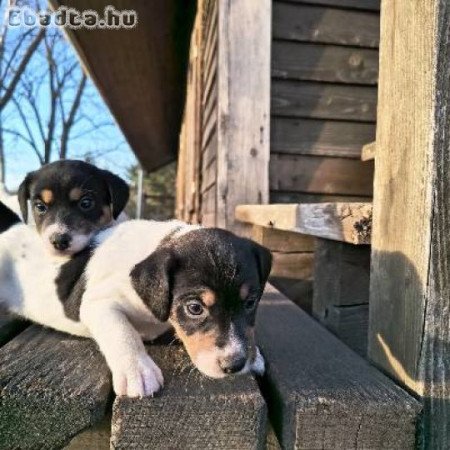 Parson Russel terrier kiskutyák