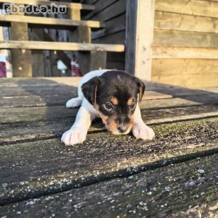 Parson Russel terrier kiskutyák