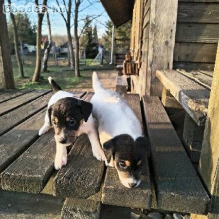 Parson Russel terrier kiskutyák