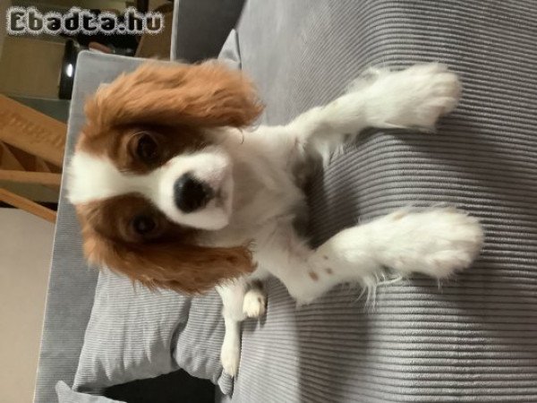 Charles King spániel 6 hónapos kan kutya