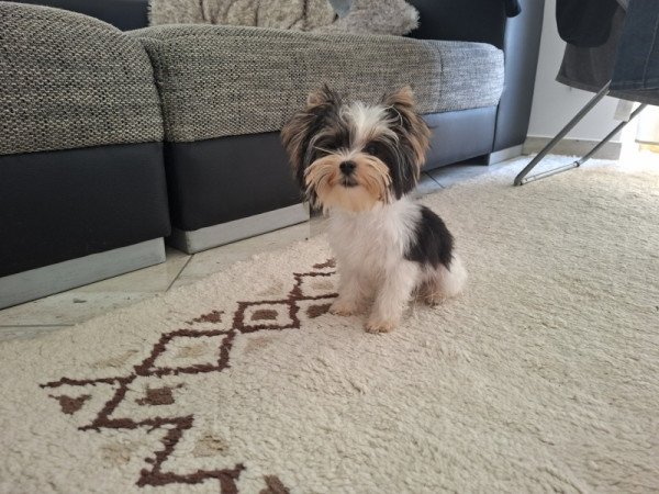 Biewer Yorkshire terrier