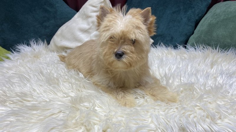 Golddust Yorkshire Terrier