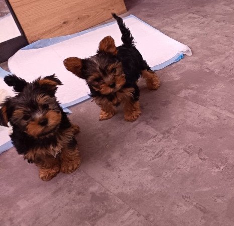 Yorkshire terrier