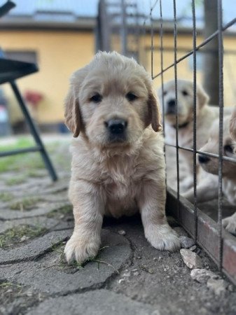 Golden Retriever