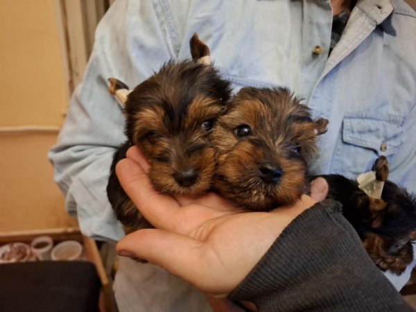 Yorkshire terrier