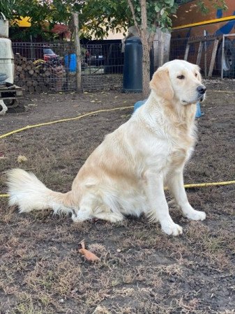 Golden Retriever