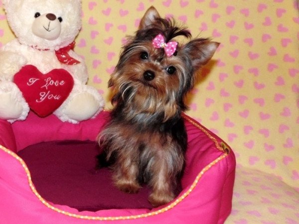 Yorkshire Terrier, Yorki