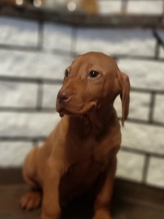 Vizsla