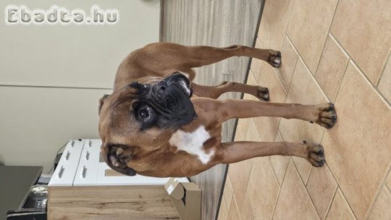 Német boxer jellegű kan kutya új otthont keres!