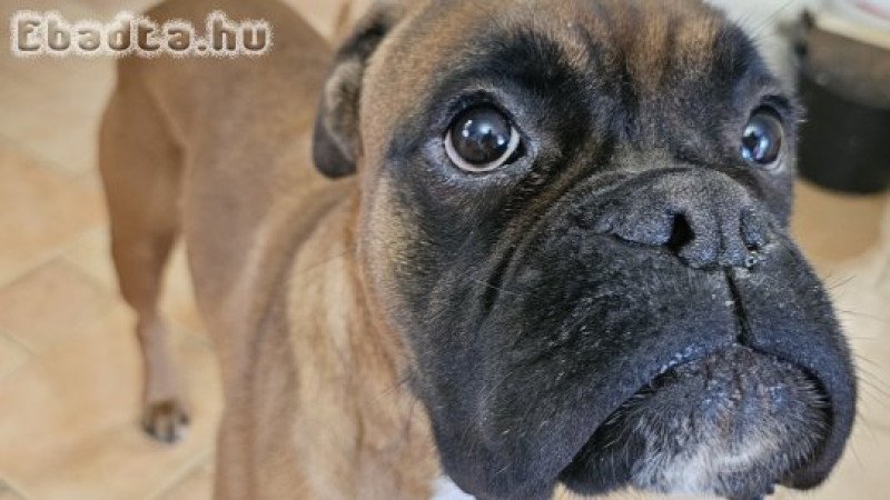 Német boxer jellegű kan kutya új otthont keres!