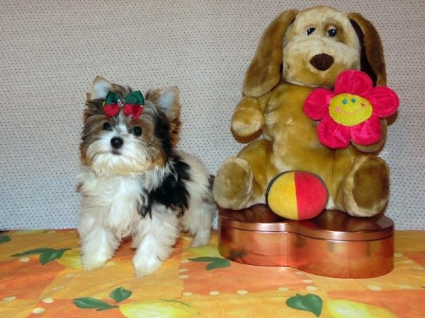 Biewer Yorkshire Terrier Yorki