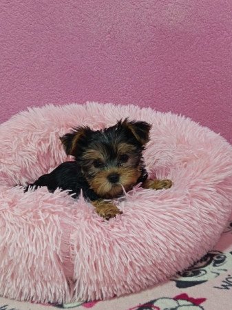 Yorkshire terrier