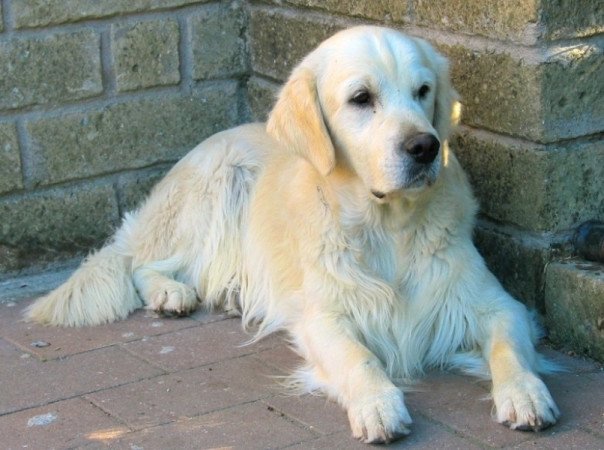 Golden retriever