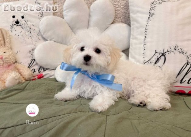 Minőségi Bolognese kiskutya