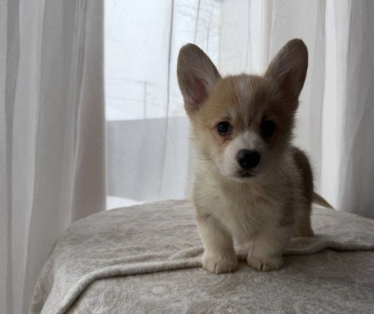 Pembroke Welsh Corgi