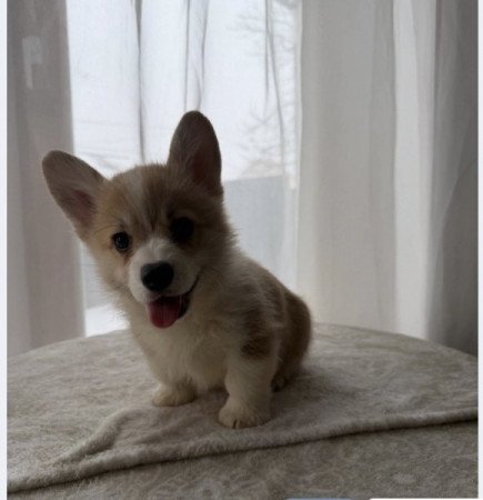 Pembroke Welsh Corgi
