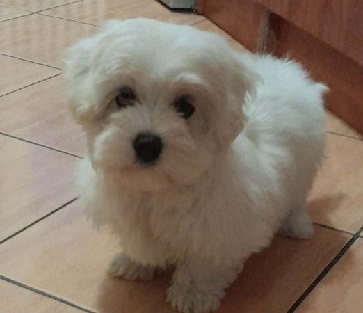 Máltai selyemszőrű