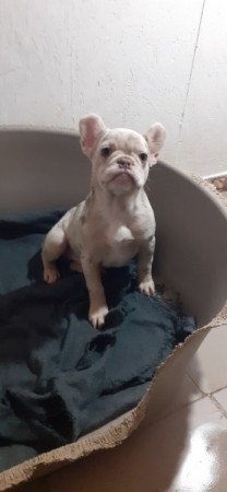 Francia bulldog