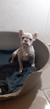 Francia bulldog