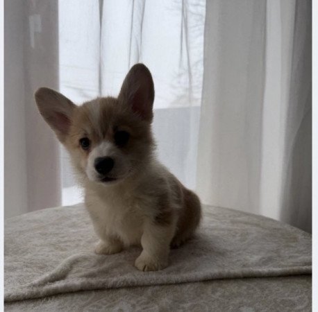 Pembroke Welsh Corgi