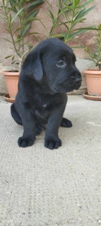 labrador