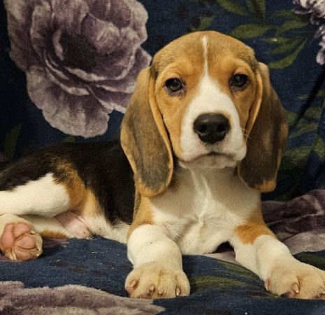 Beagle
