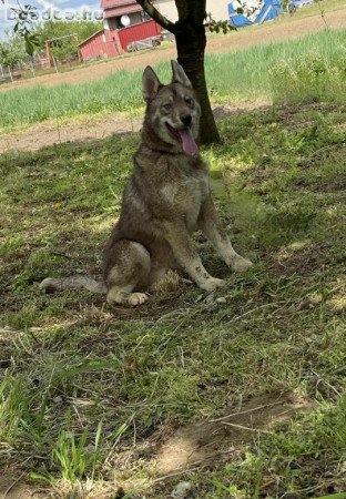 Eladó Szibériai Husky kölykök