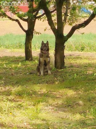 Eladó Szibériai Husky kölykök