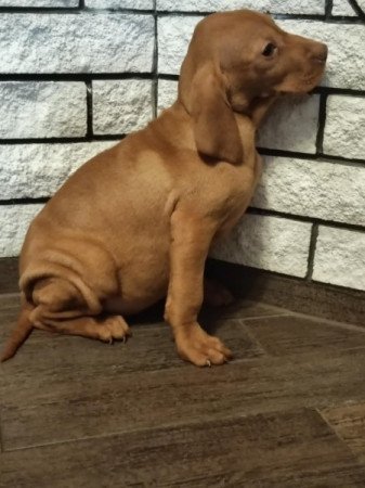 Vizsla