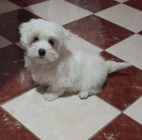 Máltai selyemszőrű