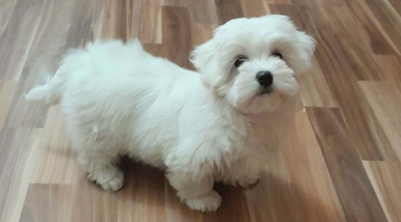 Máltai selyemszőrű