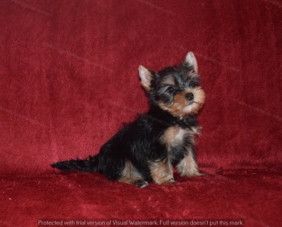 Yorkshire terrier