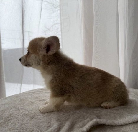 Pembroke Welsh Corgi