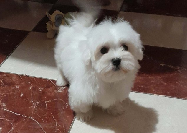 Máltai selyemszőrű