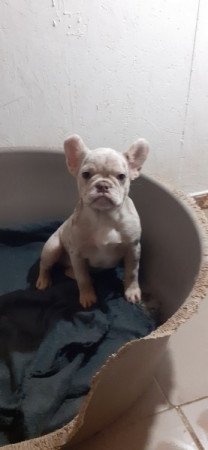 Francia bulldog