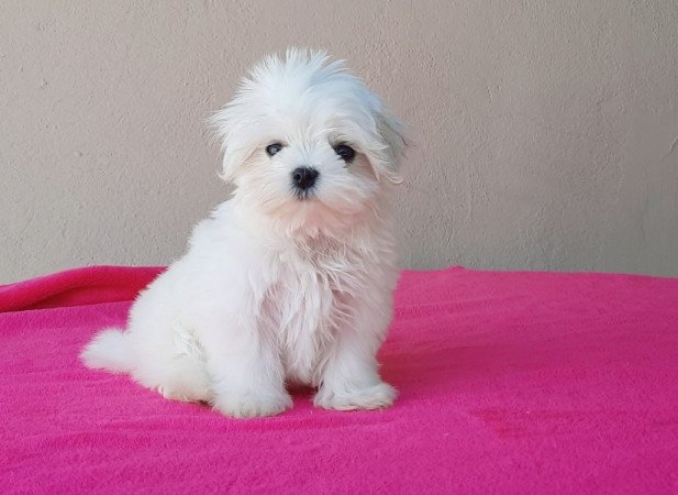 Máltai Selyemkutya / maltese