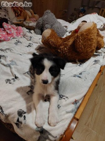 Eladó Border collie