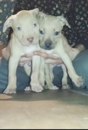 Amerikai Pitbull Terrier