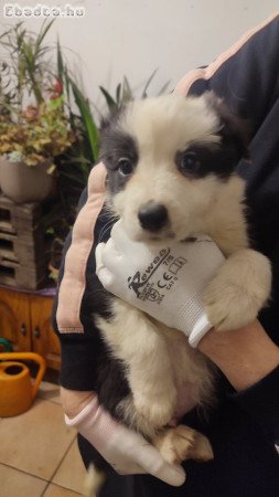 Eladó Border collie