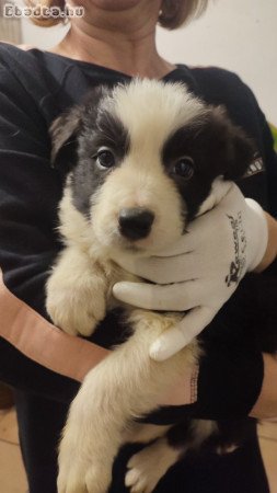 Eladó Border collie