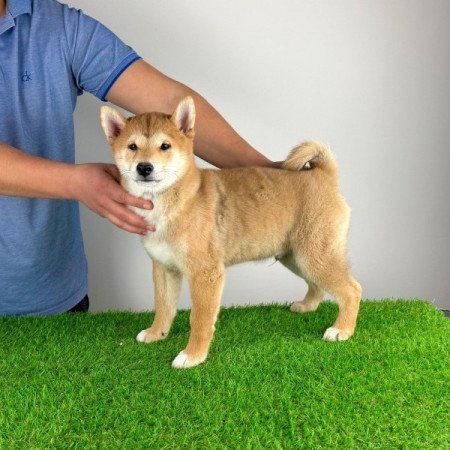 Shiba Inu