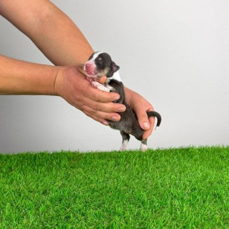 Ausztrál juhászkutya