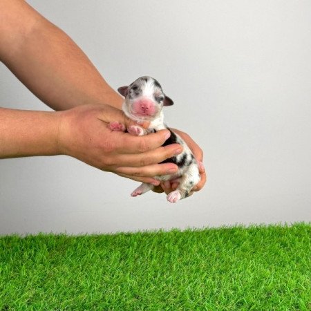 Ausztrál juhászkutya