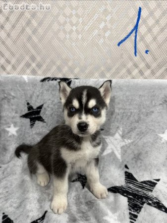Husky kölykök