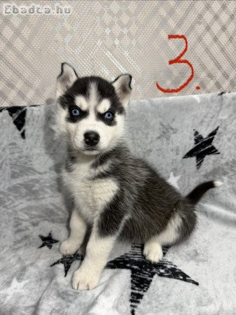 Husky kölykök