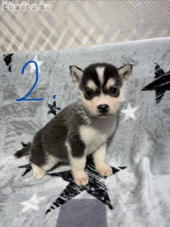 Husky kölykök
