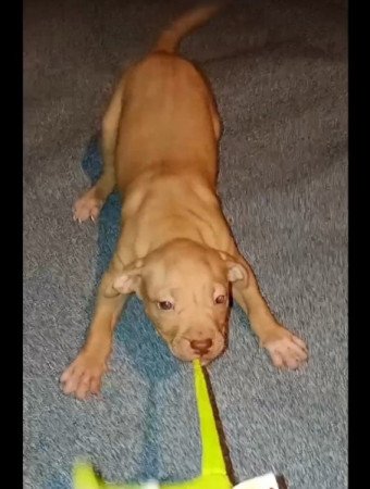 Amerikai Pitbull Terrier