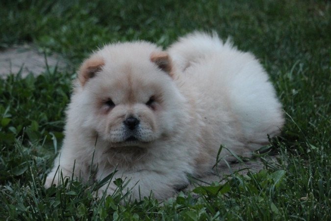 Chow Chow