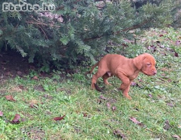 Magyar vizsla kölykök gazdit keresnek